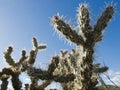 Cactus Buckhorn Cholla Opuntia acanthocarpa Royalty Free Stock Photo