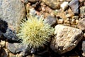 Cactus Bud Royalty Free Stock Photo