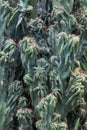 Cactus Cactaceae, Cereus Hildmannianus 'Monstrose' Royalty Free Stock Photo