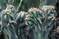 Cactus Cactaceae, Cereus Hildmannianus 'Monstrose' Royalty Free Stock Photo