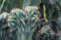 Cactus Cactaceae, Cereus Hildmannianus 'Monstrose' Royalty Free Stock Photo