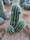 Cactus and cactai standing in desert Royalty Free Stock Photo