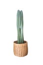 Cactus, Cacti House Plants Decor in basket pot for home decoration object isolated on white background with clipping path Royalty Free Stock Photo