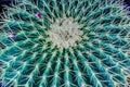 Cactus (cactoceae): decorative plant from desert area that becoming poplular home garden plant