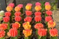 Cactus, cactus background, cactus farm from Thailand country