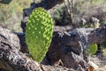 Cactus Royalty Free Stock Photo