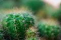 Cactus and Cactus flowers popular for decorative