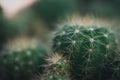 Cactus and Cactus flowers popular for decorative