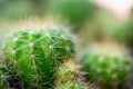 Cactus and Cactus flowers popular for decorative