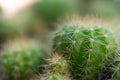 Cactus and Cactus flowers popular for decorative