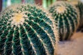 Cactus and Cactus flowers popular for decorative