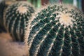 Cactus and Cactus flowers popular for decorative