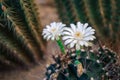 Cactus and Cactus flowers popular for decorative