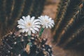 Cactus and Cactus flowers popular for decorative