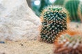 Cactus and Cactus flowers popular for decorative