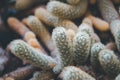 Cactus and Cactus flowers popular for decorative