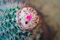 Cactus and Cactus flowers popular for decorative