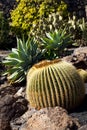 Mother-in-Laws Chair, Golden Barrel Cactus, Golden Ball