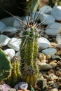 Cactus Royalty Free Stock Photo