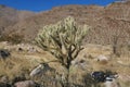Cactus California Desert South of Palm Springs Brush