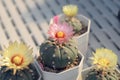 Cactus called \