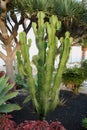 Cactus called euphorbia ingens in a private garden in Lanzarote surrounded by other plants Royalty Free Stock Photo