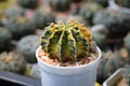 Cactus called \'Gymnocalycium mihanovichii LB Hybrid variegata\' Royalty Free Stock Photo