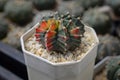 Cactus called \'Gymnocalycium mihanovichii variegata\' Royalty Free Stock Photo