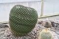 Cactus called in Latin Mammillaria carnea growing in a greenhouse.