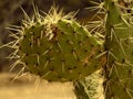 Cactus called Nopal