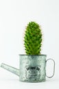 Cactus in a Can in White Background