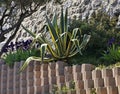 Cactus in Canton de Beausoleil. France