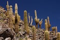 Cactus Canyon near San Pedro de Atacama - Chile Royalty Free Stock Photo
