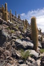 Cactus Canyon - San Pedro de Atacama - Chile Royalty Free Stock Photo
