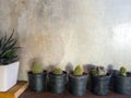 Cactus on cement wall loft stye
