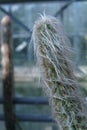 Cactus Cephalocereus senilis with long hair