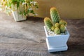 Cactus in ceramic pot and basket of flower on wooden Royalty Free Stock Photo