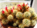 Flowering cactus in a pot