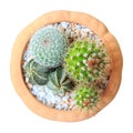 Cactus ( Cereus hexagonus Mill ) on flowerpot