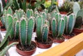 Cactus cereus Peruvians Cultivation of decorative cacti at home Royalty Free Stock Photo