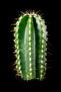 Cactus Cereus repandus or Peruvian apple cactus in front of black background