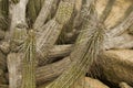 Cactus of Chilean desert Royalty Free Stock Photo