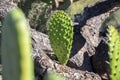 Cactus Chumbera Nopal