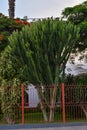 Cactus in the city of Nazca 16