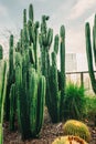 Cactus and city skyline in the background. Huge cactus garden in Downtown City of Los Angeles