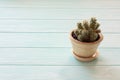 Cactus in a clat pot Royalty Free Stock Photo