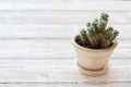 Cactus in a clat pot Royalty Free Stock Photo