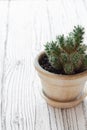 Cactus in a clat pot Royalty Free Stock Photo