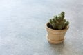 Cactus in a clat pot Royalty Free Stock Photo