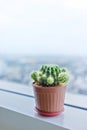 Cactus in clay pot on window edge Royalty Free Stock Photo